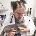 Animal Hospitals in Worcester