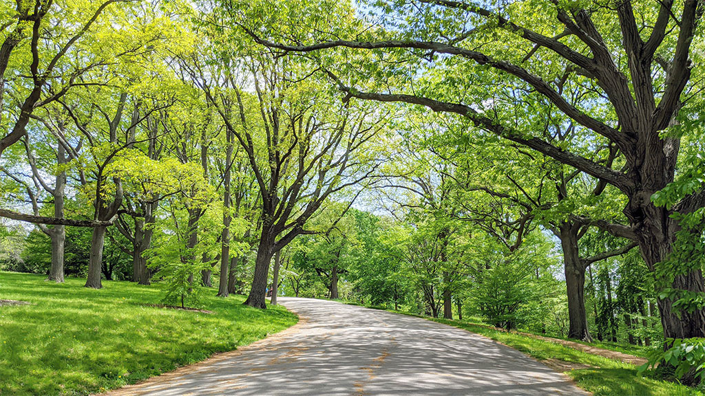 Arnold Arboretum