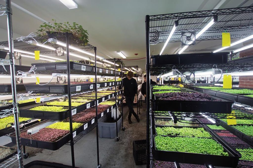 Boston-Microgreens-1