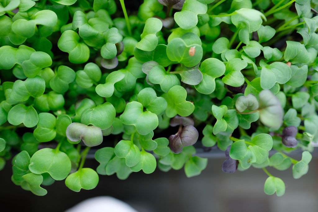 Boston-Microgreens