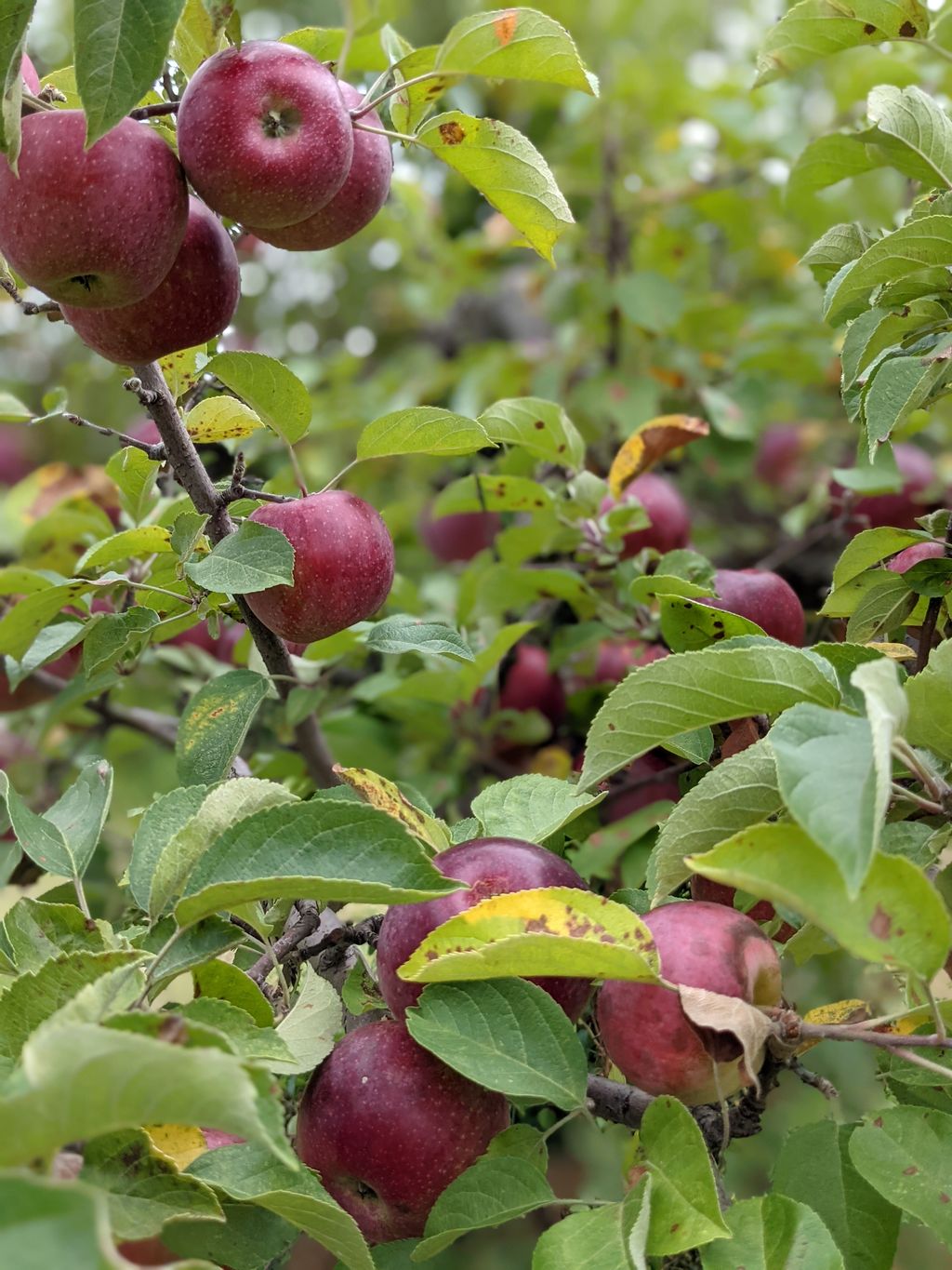 Dowse-Orchards-Pick-Your-Own-Field-1
