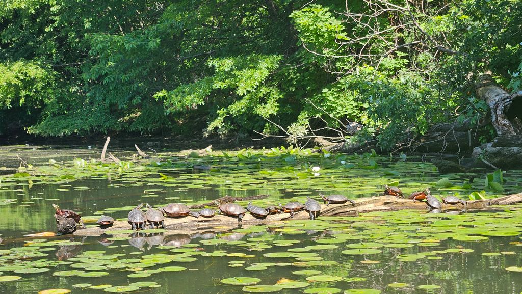 Paddle-Boston-Medford-Condon-Shell-1