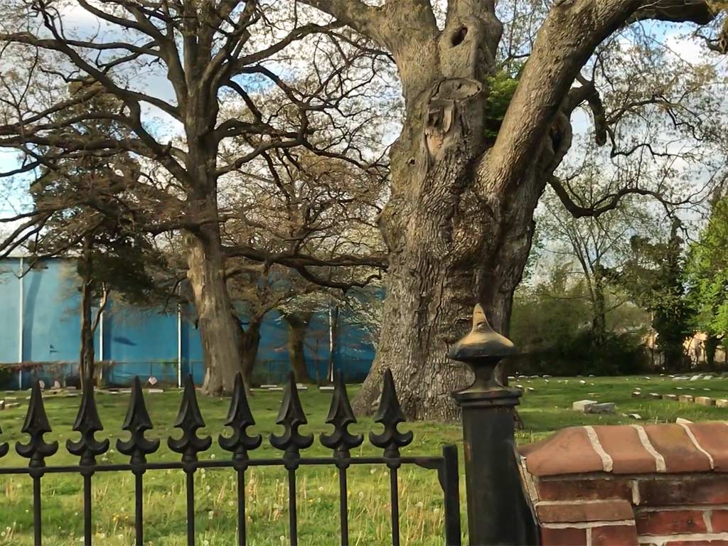 The Historical Significance of the Salem Oak Tree