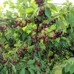 cherry picking near worcester massachusetts