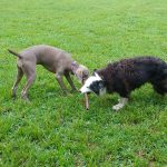 dog parks in worcester massachusetts