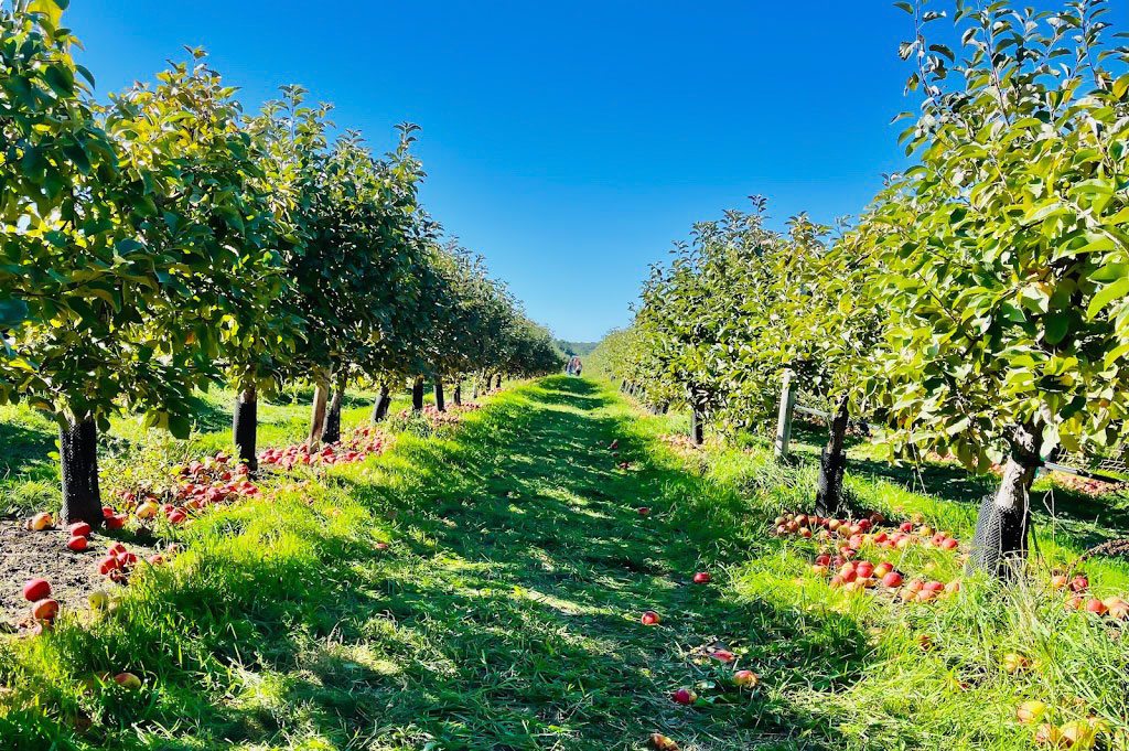 Belkin Family Lookout Farm - U-Pick Orchard - Taproom, Outdoor Dining and Market