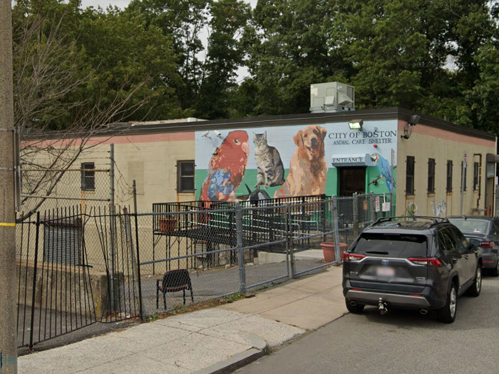 Boston Animal Care and Control Shelter