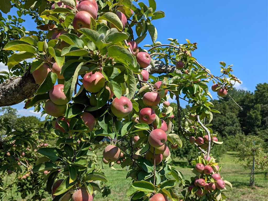 Carver Hill Orchard