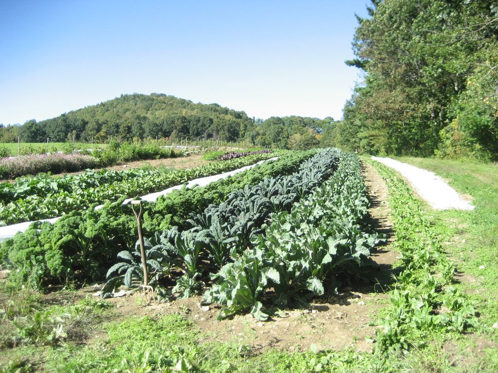 Good-Bunch-Farm