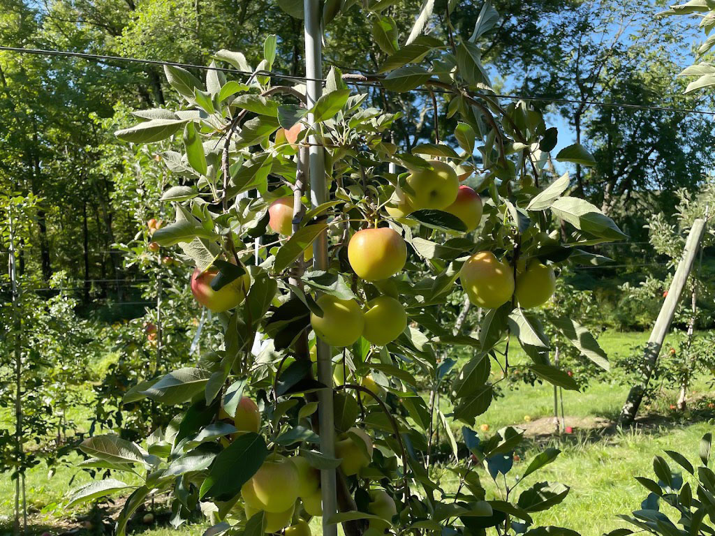 Honey Pot Hill Orchards