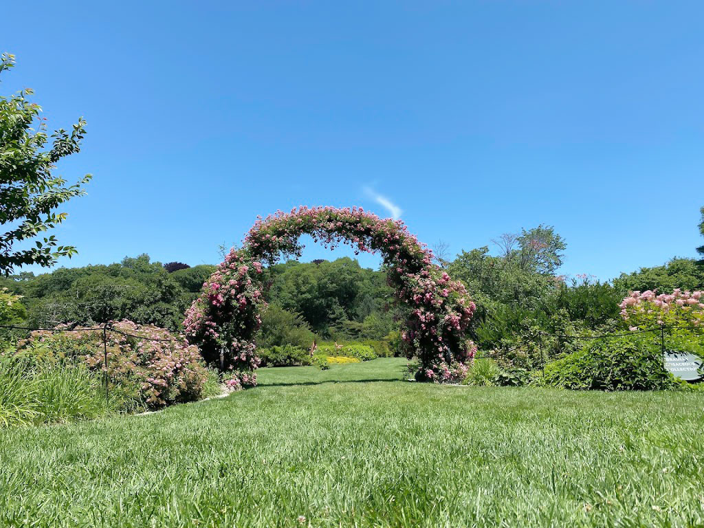 Lilac Festival Arnold Arboretum