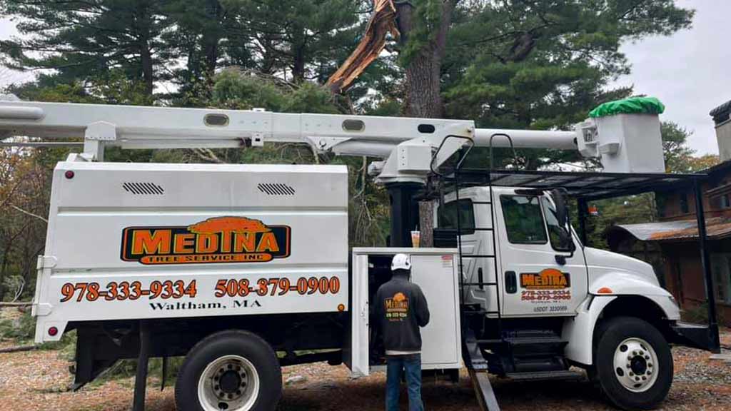 Medina Tree Services