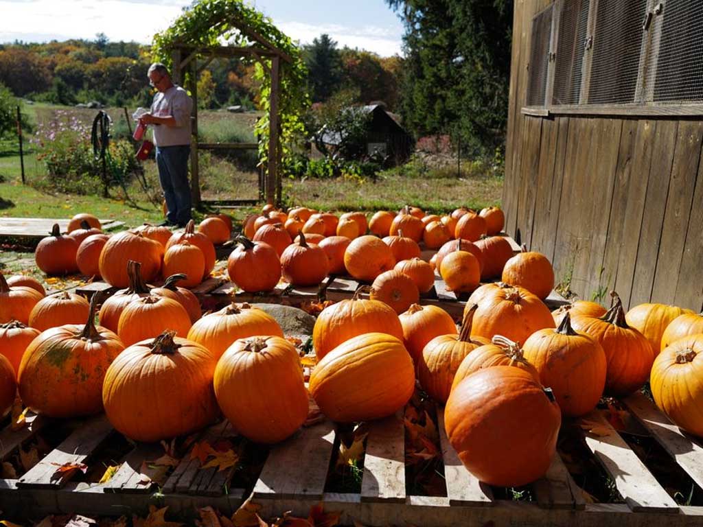 Red Apple Farm