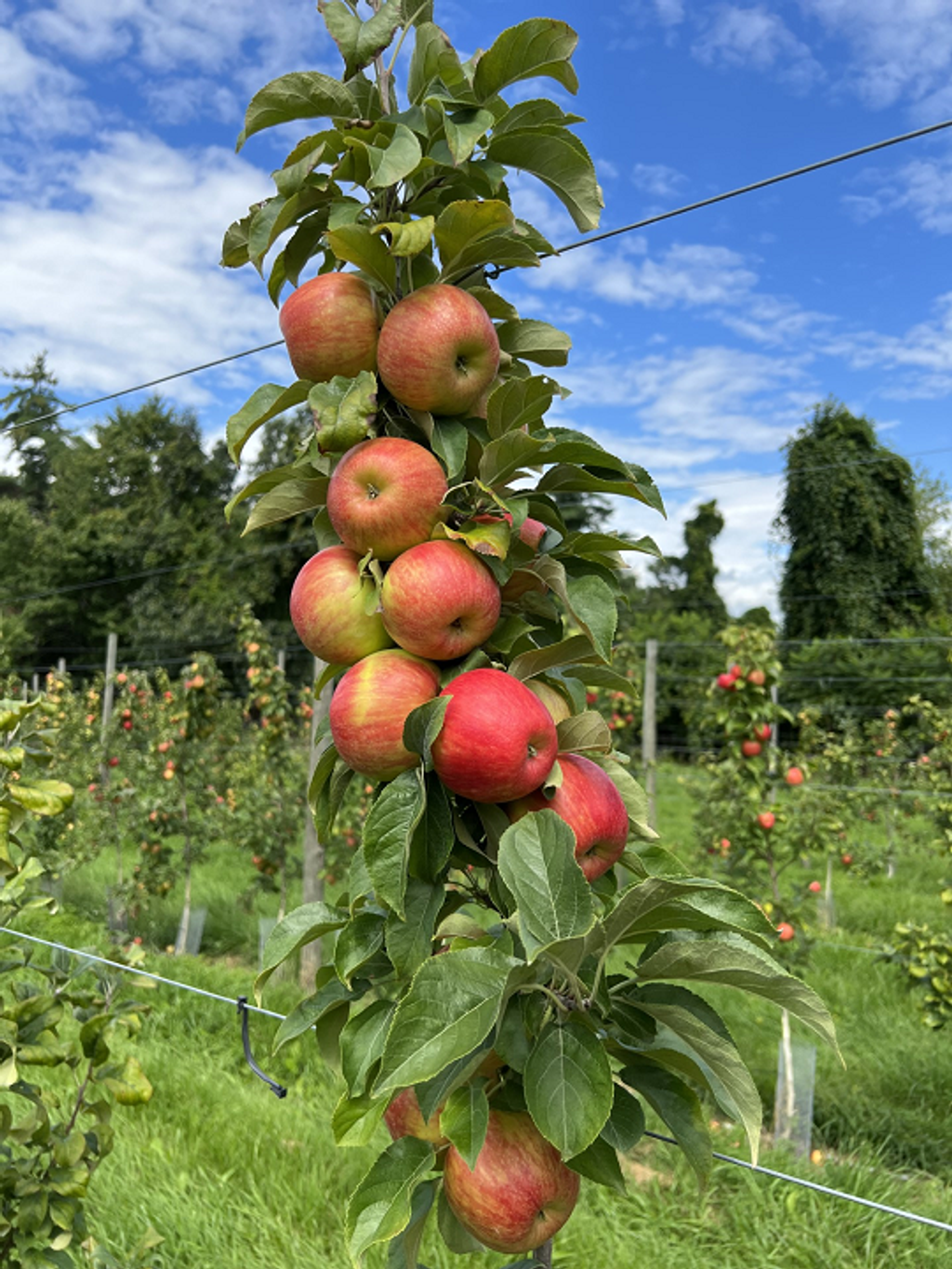 Restoration-Orchard