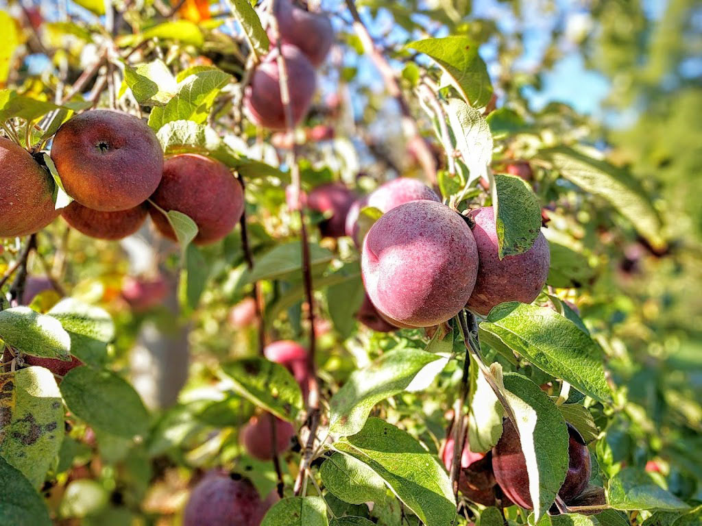 Smolak Farms