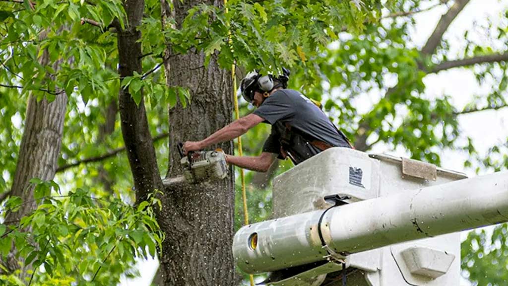  Tree Service Of Metro Boston