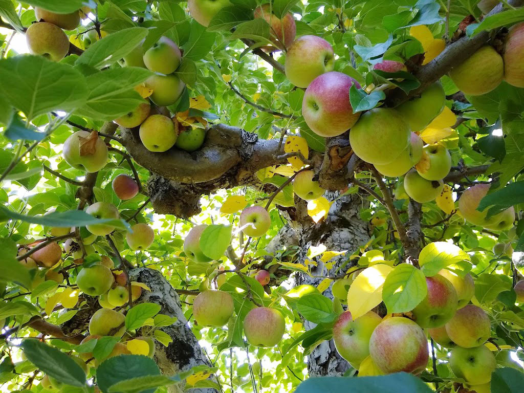 Westward Orchards