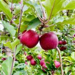 apple orchard near boston