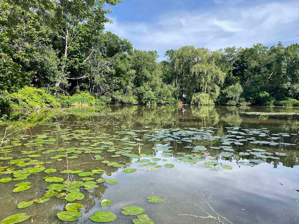 Hall's Pond Sanctuary