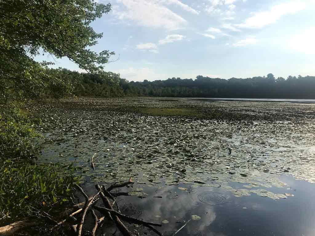 Hammond Pond