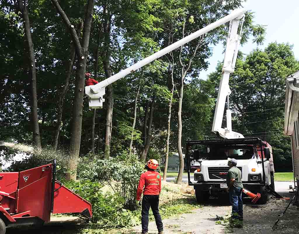 J Lauton Tree Services