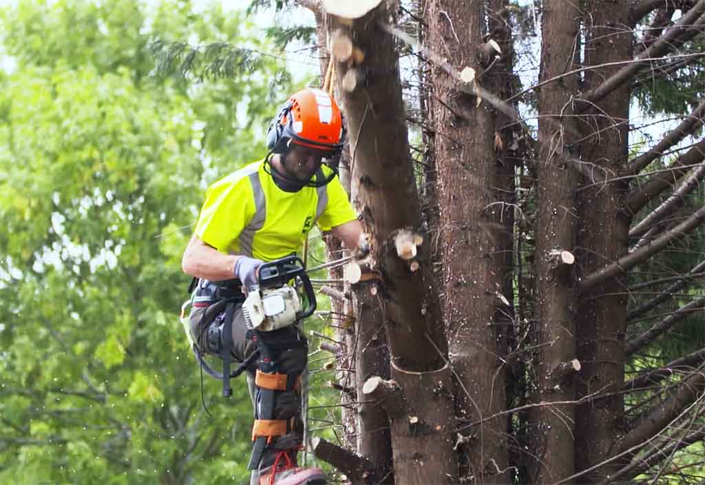 Pro Evolution Tree Services